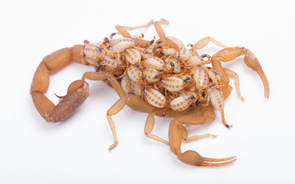 Striped bark scorpion with young on its back (Photo: Alejandro Santillana) Striped bark scorpion with young on its back (Photo: Alejandro Santillana)